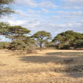  Lake Manyara, TZ